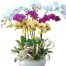womens day potted orchids vietnam 15