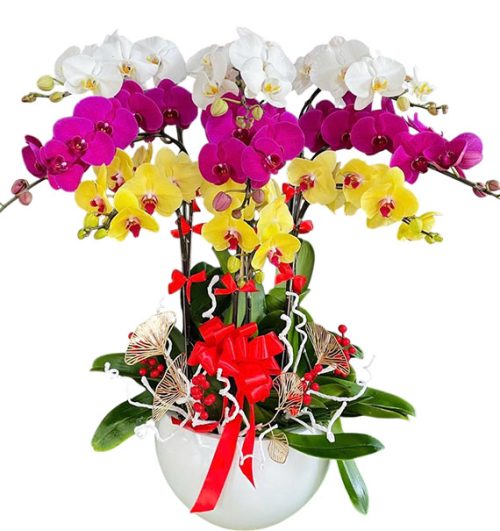 womens day potted orchids vietnam 15a