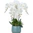 womens day potted orchids vietnam 16