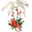 womens day potted orchids vietnam 16a