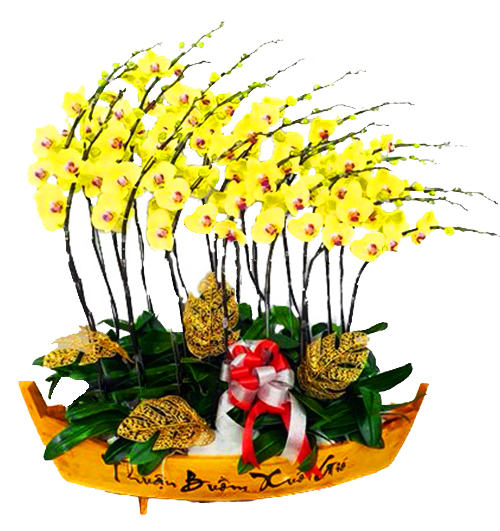 special-orchids-for-tet-001