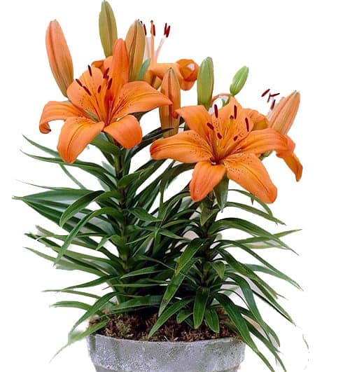 2-pots-of-orange-lilies