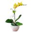 potted-orchids-christmas-1