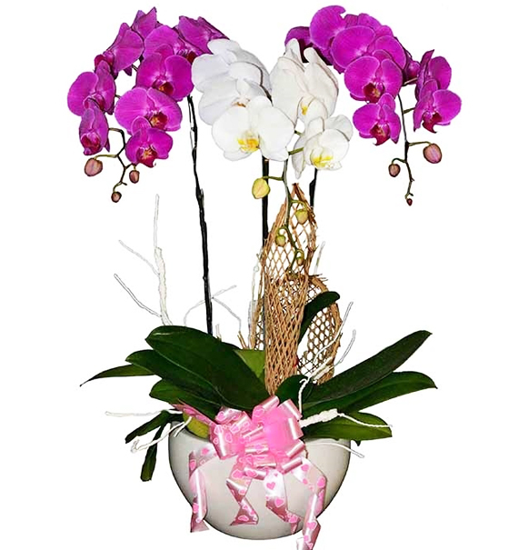 potted-orchids-christmas-11