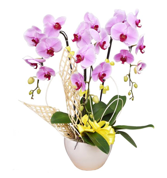 potted-orchids-christmas-12