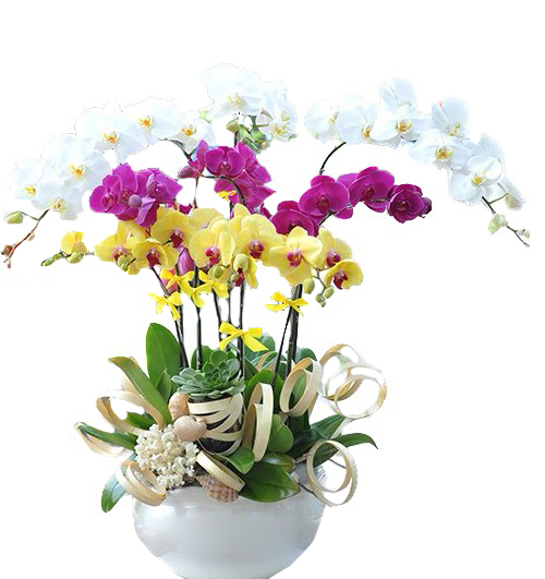 potted-orchids-christmas-13