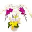 potted-orchids-christmas-14