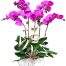 potted-orchids-christmas-15