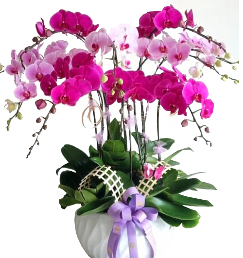potted-orchids-christmas-18