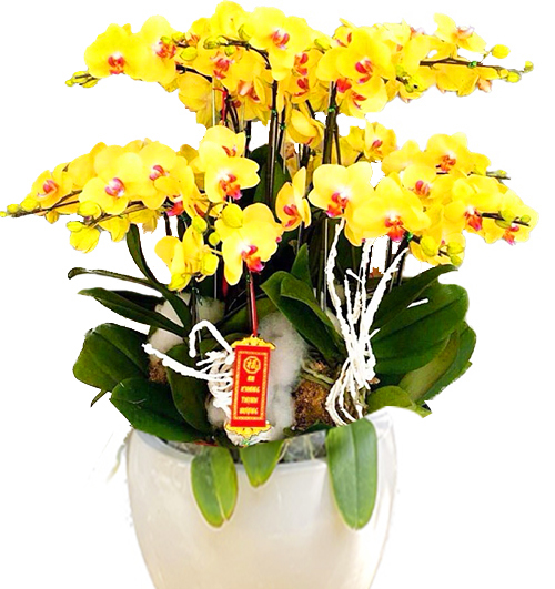potted-orchids-christmas-19