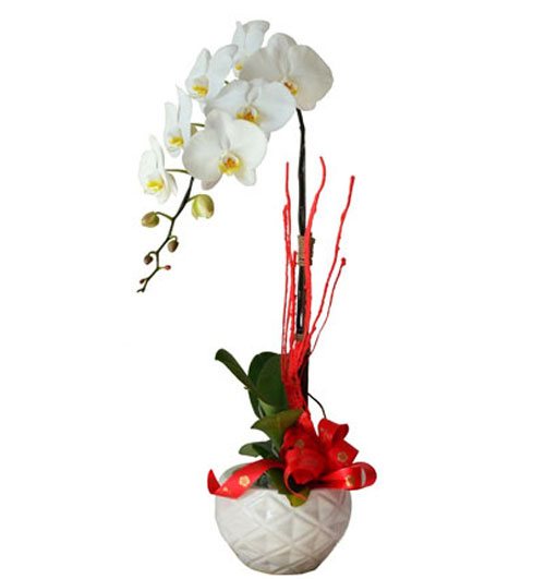 potted-orchids-christmas-2