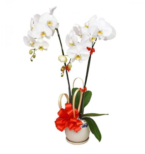 potted-orchids-christmas-5