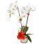 potted-orchids-christmas-5