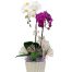 potted-orchids-christmas-7