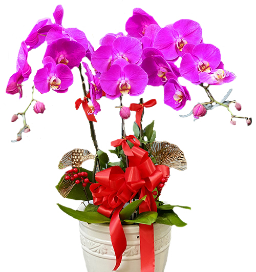 potted-orchids-christmas-8