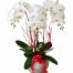 potted-orchids-christmas-9