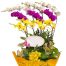 special-orchids-for-tet-20