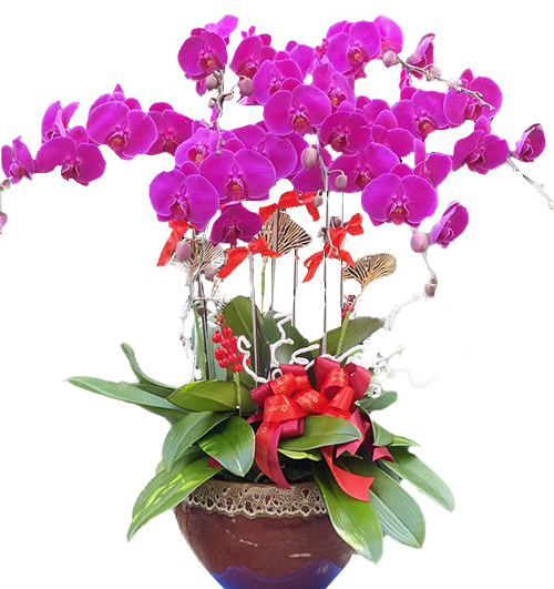 poted-orchids-for-tet-009