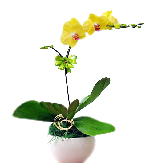 poted-orchids-for-tet-014