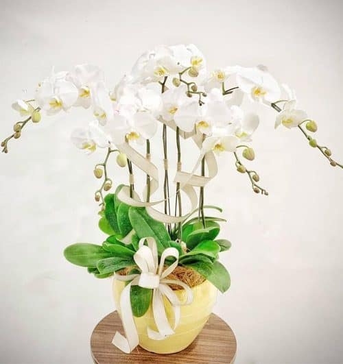 poted-orchids-for-tet-16