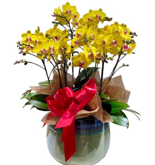 potted orchids for tet 09a