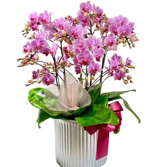 potted orchids for tet 15a