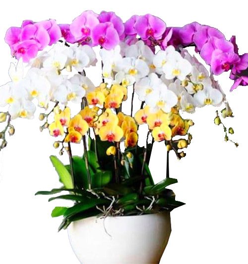 special-orchids-for-tet-009