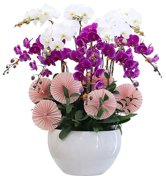 special orchids for tet 09a