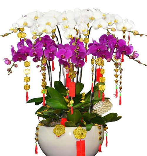 special-orchids-for-tet-10