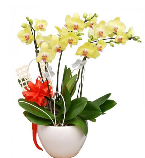 orchids for dad 10 600x655