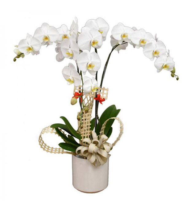 orchids for dad 12 600x655