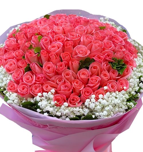 99 pink roses 02 womens day