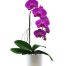womens day potted orchids vietnam 01