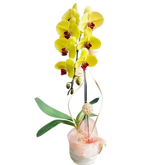 womens day potted orchids vietnam 02a