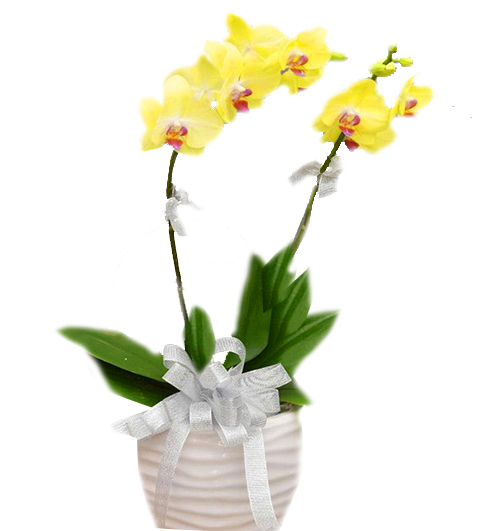 womens day potted orchids vietnam 05