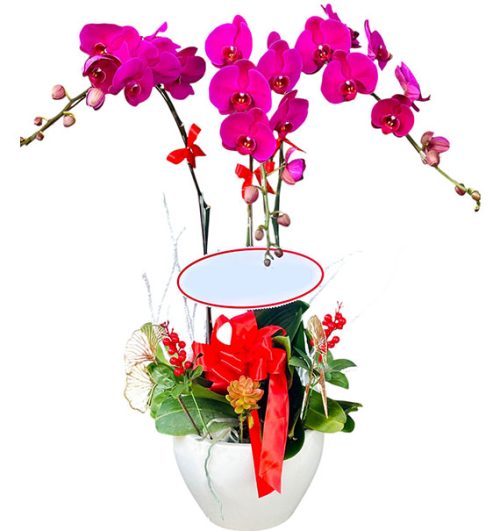 womens day potted orchids vietnam 07a