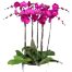 womens day potted orchids vietnam 10