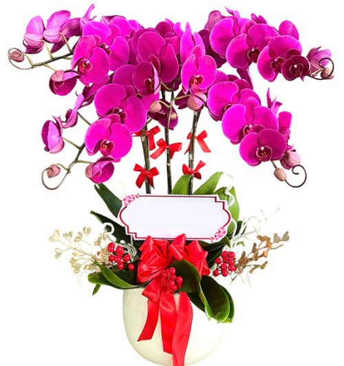 womens day potted orchids vietnam 10a