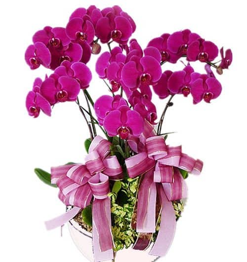 womens day potted orchids vietnam 12