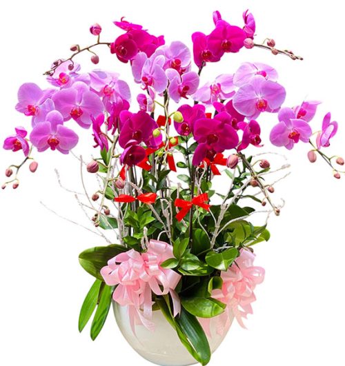 womens day potted orchids vietnam 12a