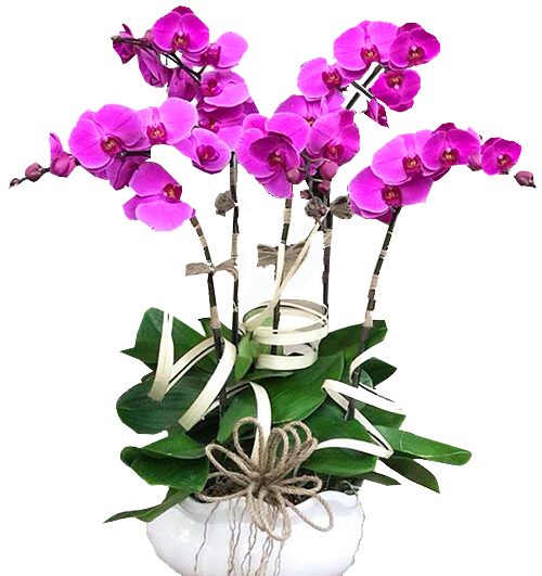 orchids for mom 15