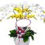 orchids for mom 18