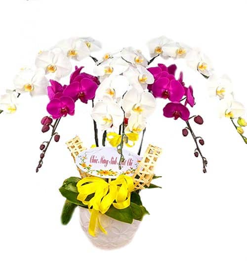 orchids for mom 19