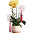 potted orchids for mom 11