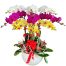 potted orchids for mom 16