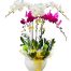potted orchids for mom 19
