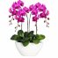orchids for dad 015 500x531