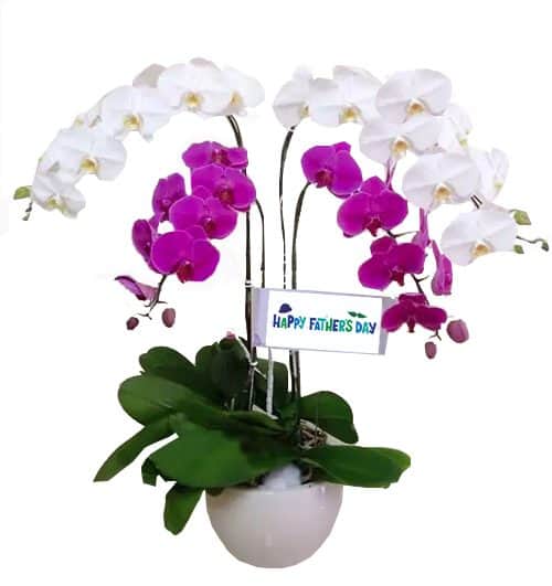 orchids for dad 14 500x531