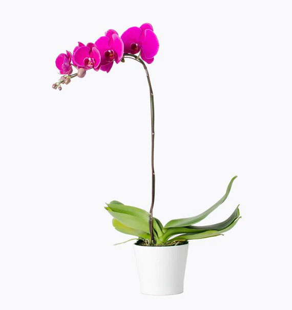 potted purple orchids 01 branch 570x605