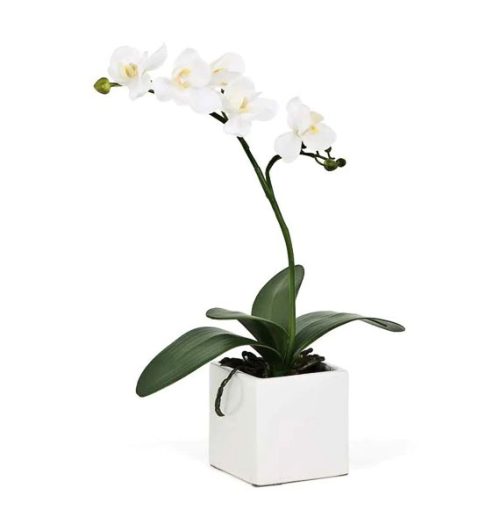potted white orchids 01 branch 570x605